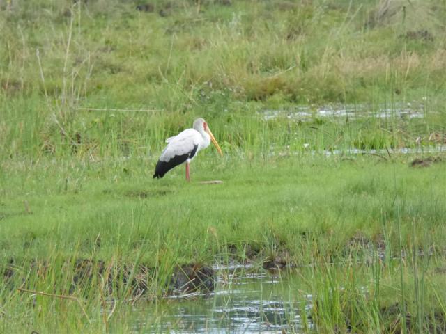 ../photos/Botswana/Jane/P1030373.jpg?t=1775421172