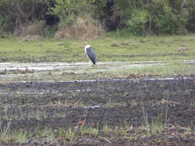 ../photos/Botswana/Jane/P1030375.jpg?t=1775421172
