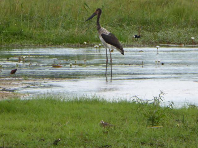 ../photos/Botswana/Jane/P1030379.jpg?t=1775421172