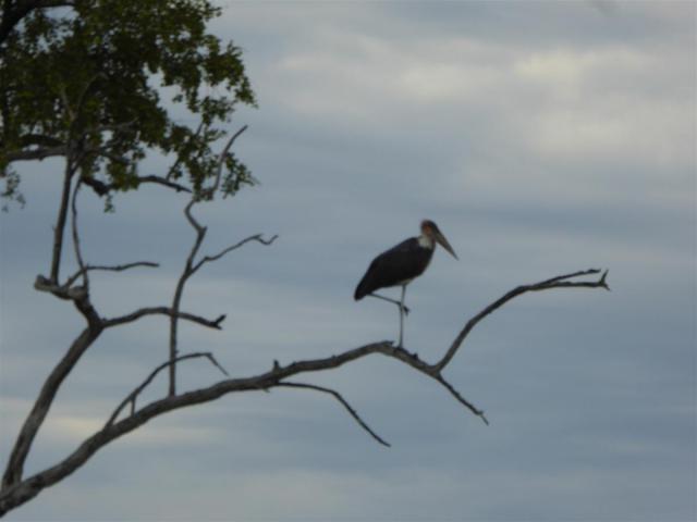 ../photos/Botswana/Jane/P1030388.jpg?t=1775421172