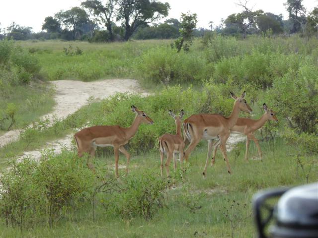 ../photos/Botswana/Jane/P1030391.jpg?t=1775421172