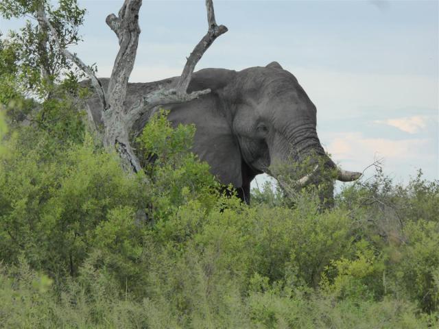 http://www.gandjlawrence.co.uk/photos/Botswana/Jane/P1030394.jpg