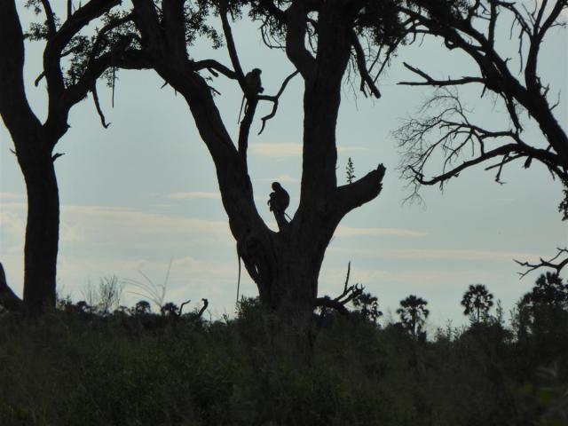 ../photos/Botswana/Jane/P1030395.jpg?t=1775421172