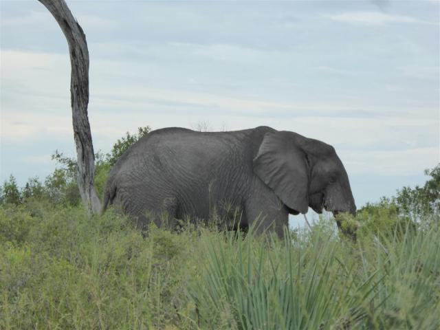 ../photos/Botswana/Jane/P1030397.jpg?t=1775421172