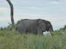 ../photos/Botswana/Jane/P1030397_1.jpg?t=1775421172