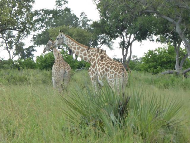 Botswana/Jane/P1030398.jpg