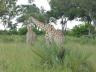 ../photos/Botswana/Jane/P1030398_1.jpg?t=1775421172