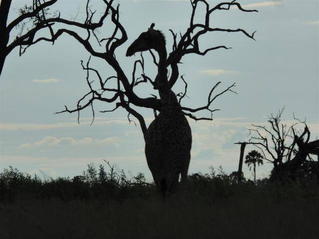 ../photos/Botswana/Jane/P1030401.jpg?t=1775421172