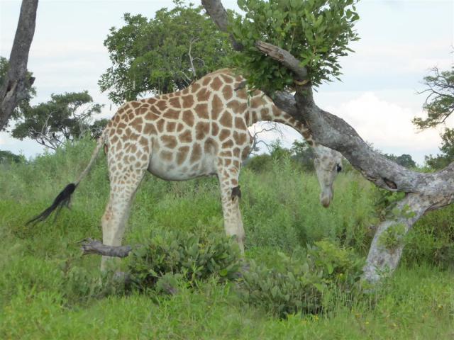 ../photos/Botswana/Jane/P1030407.jpg?t=1775421172