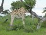 ../photos/Botswana/Jane/P1030407_1.jpg?t=1775421172
