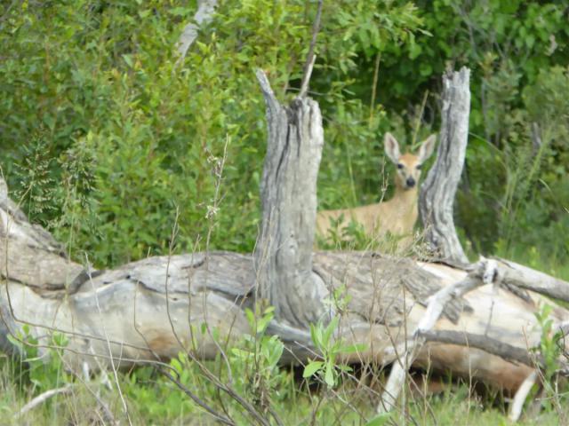 ../photos/Botswana/Jane/P1030417.jpg?t=1775421172