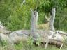 ../photos/Botswana/Jane/P1030417_1.jpg?t=1775421172