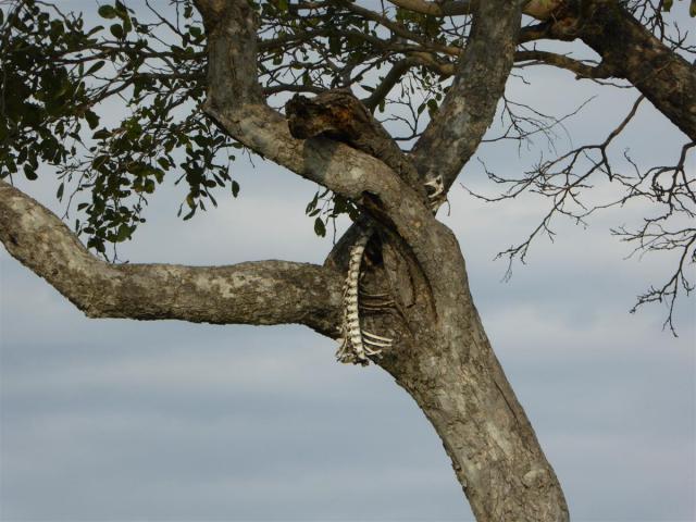 ../photos/Botswana/Jane/P1030421.jpg?t=1775421172