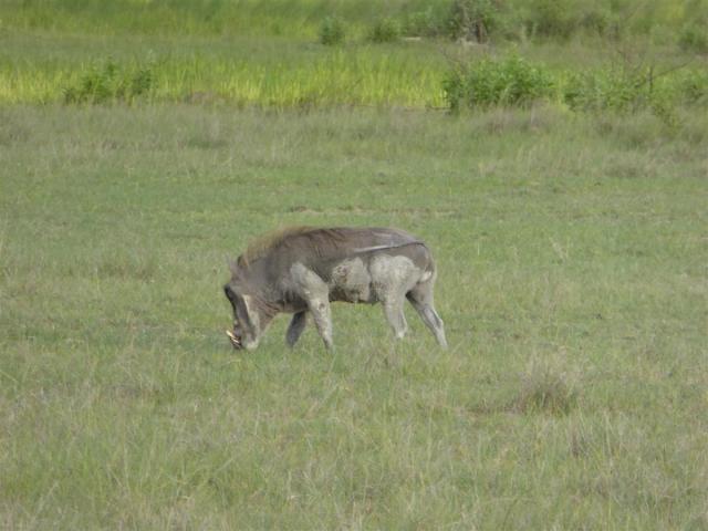 ../photos/Botswana/Jane/P1030423.jpg?t=1775421172