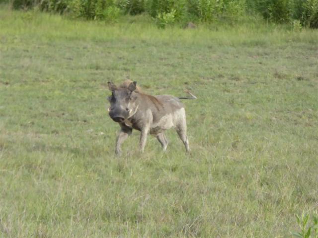 ../photos/Botswana/Jane/P1030425.jpg?t=1775421172
