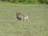 ../photos/Botswana/Jane/P1030425_1.jpg?t=1775421172