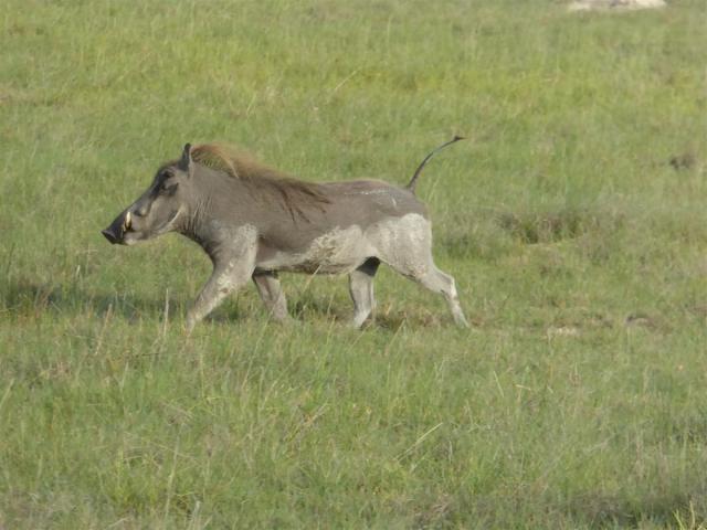 ../photos/Botswana/Jane/P1030427.jpg?t=1775421172