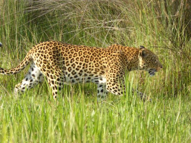 Botswana/Jane/P1030430.jpg