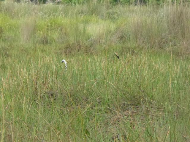 ../photos/Botswana/Jane/P1030440.jpg?t=1775421172