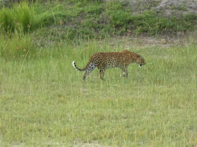../photos/Botswana/Jane/P1030449.jpg?t=1775421172