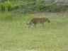 ../photos/Botswana/Jane/P1030449_1.jpg?t=1775421172