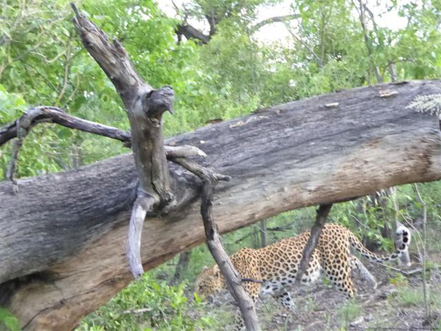 ../photos/Botswana/Jane/P1030455.jpg?t=1775421172