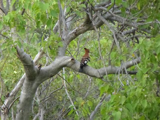 ../photos/Botswana/Jane/P1030458.jpg?t=1775421172