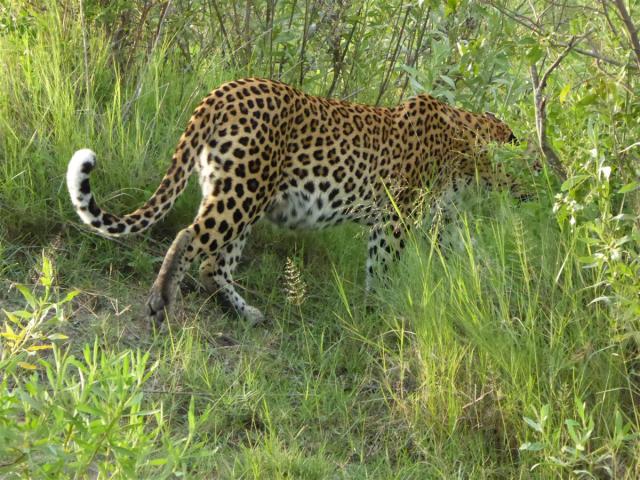 ../photos/Botswana/Jane/P1030460.jpg?t=1775421172