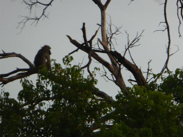 ../photos/Botswana/Jane/P1030467.jpg?t=1775440283