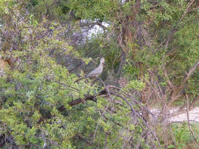 ../photos/Botswana/Jane/P1030471.jpg?t=1775440283