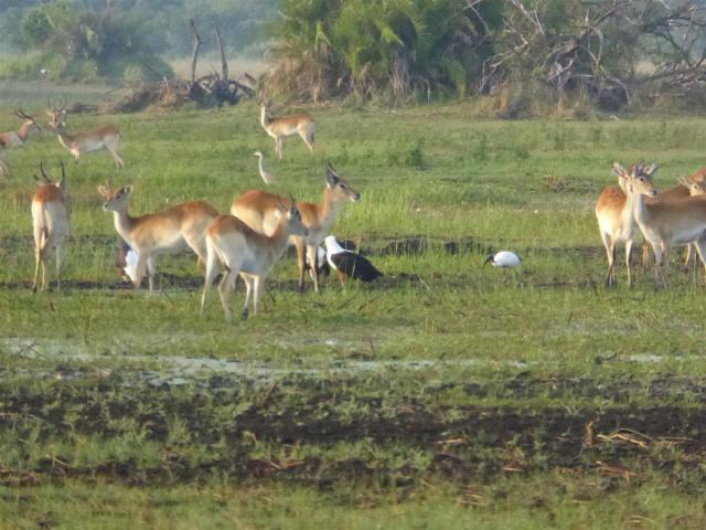 ../photos/Botswana/Jane/P1030482.jpg?t=1775440283