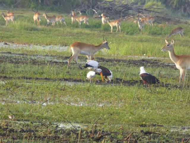 Botswana/Jane/P1030488.jpg