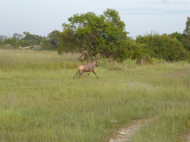 Botswana/Jane/P1030493.jpg