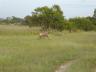 ../photos/Botswana/Jane/P1030493_1.jpg?t=1775440283