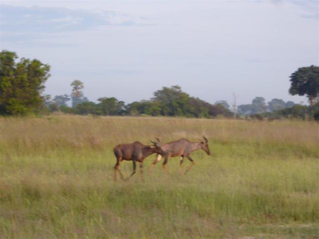 ../photos/Botswana/Jane/P1030497.jpg?t=1775440283