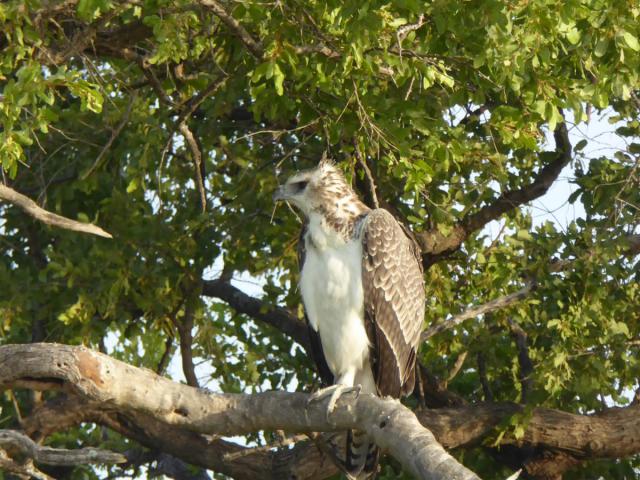 ../photos/Botswana/Jane/P1030503.jpg?t=1775440283