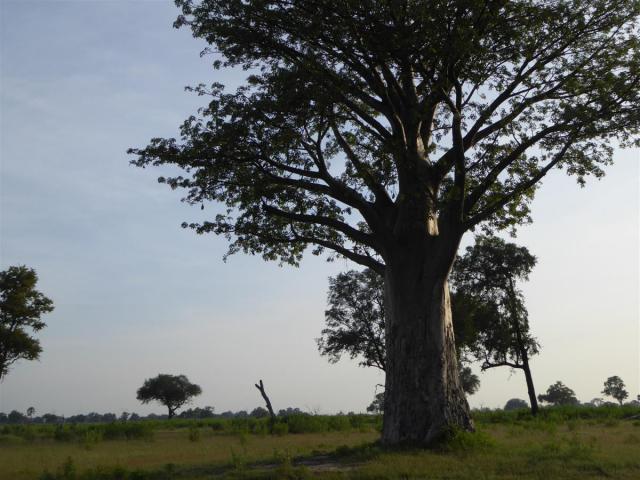 ../photos/Botswana/Jane/P1030506.jpg?t=1775440283