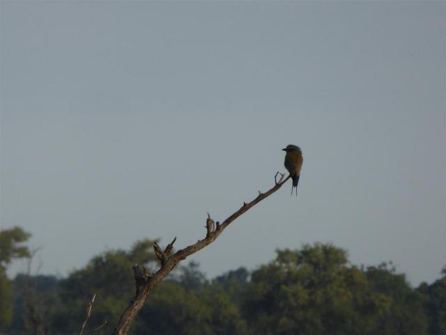 ../photos/Botswana/Jane/P1030510.jpg?t=1775440283