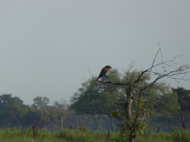 ../photos/Botswana/Jane/P1030511.jpg?t=1775440283