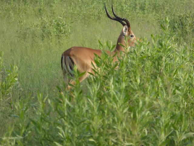 ../photos/Botswana/Jane/P1030512.jpg?t=1775440283