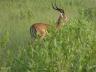 ../photos/Botswana/Jane/P1030512_1.jpg?t=1775440283