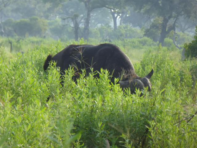 ../photos/Botswana/Jane/P1030517.jpg?t=1775440283