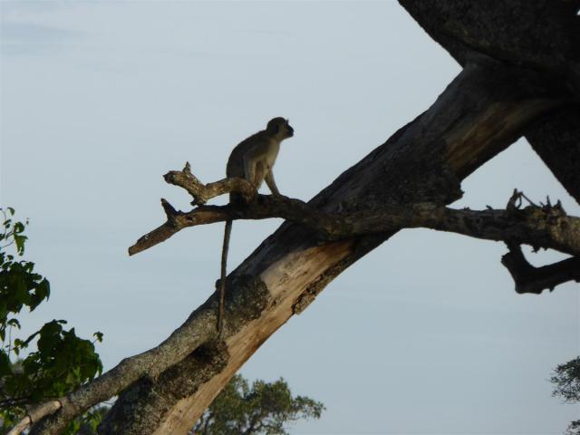 ../photos/Botswana/Jane/P1030519.jpg?t=1775440283