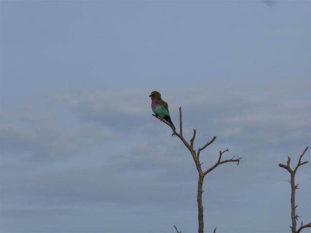 ../photos/Botswana/Jane/P1030520.jpg?t=1775440283