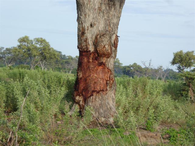 ../photos/Botswana/Jane/P1030521.jpg?t=1775440283