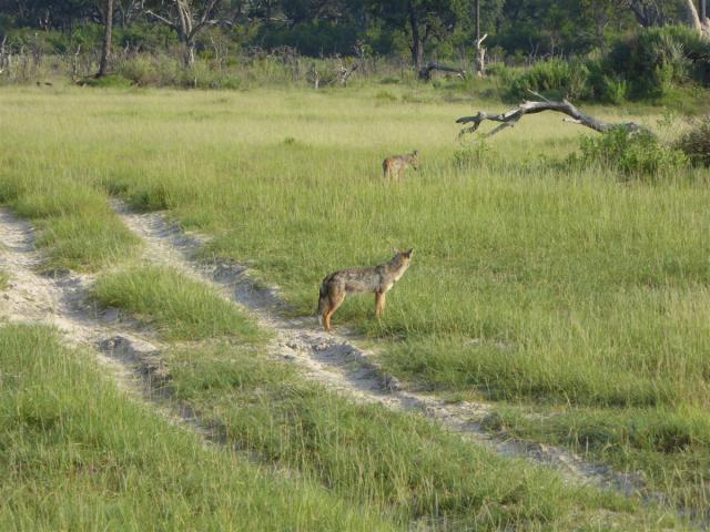 ../photos/Botswana/Jane/P1030524.jpg?t=1775440283