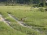 ../photos/Botswana/Jane/P1030524_1.jpg?t=1775440283
