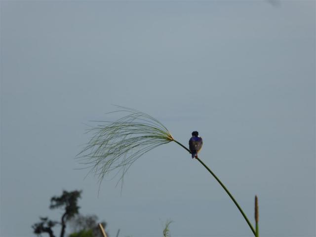 ../photos/Botswana/Jane/P1030531.jpg?t=1775440283