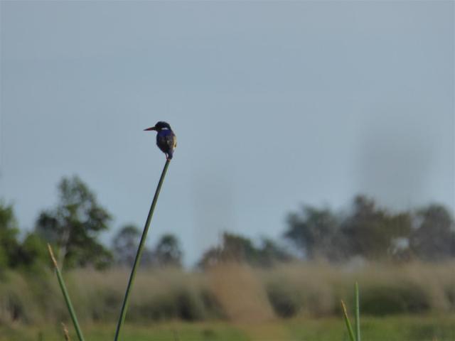 ../photos/Botswana/Jane/P1030532.jpg?t=1775440283