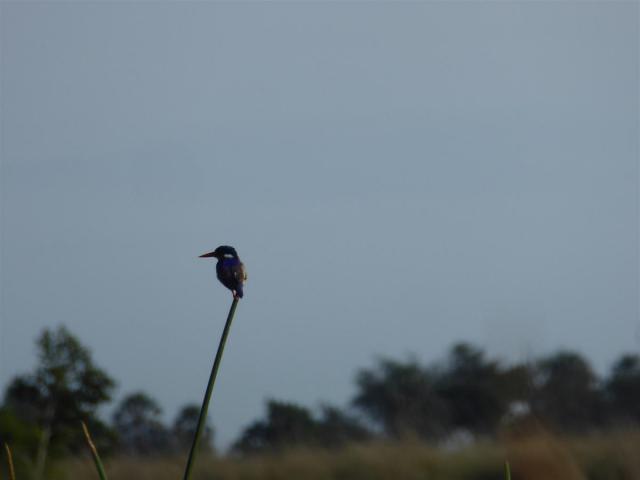 ../photos/Botswana/Jane/P1030533.jpg?t=1775440283